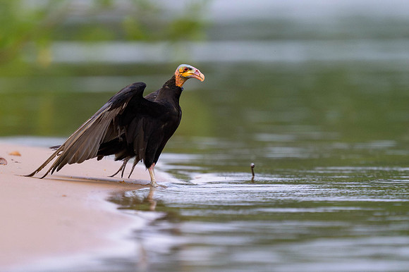 Lesser Yellow-headed Vulture