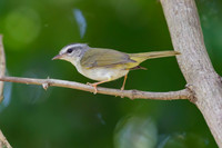 Golden-crowned Warbler