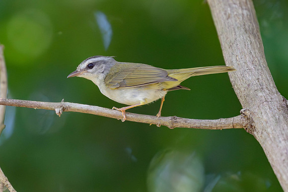Golden-crowned Warbler