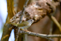 Golden-crowned Warbler