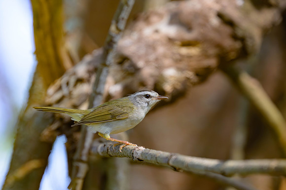 Golden-crowned Warbler