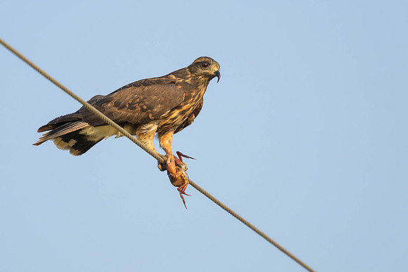 Snail Kite