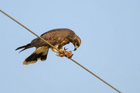 Snail Kite