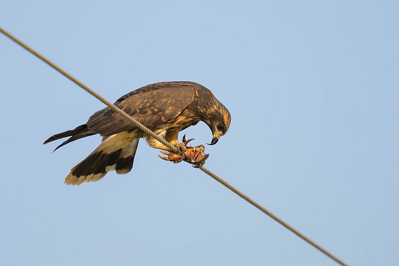 Snail Kite