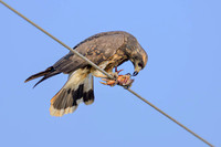 Snail Kite