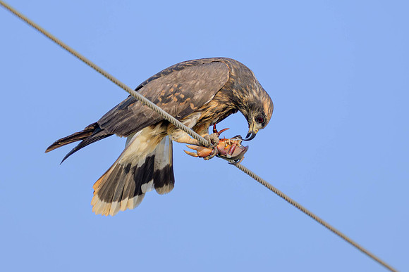 Snail Kite