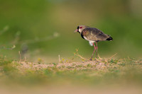 Southern Lapwing