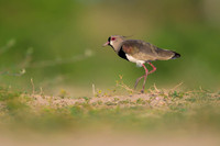 Southern Lapwing