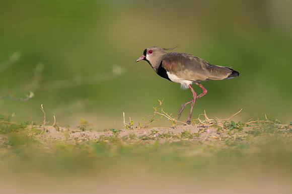 Southern Lapwing