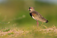 Southern Lapwing