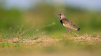 Southern Lapwing