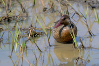 Brazillian Teal
