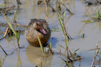 Brazillian Teal