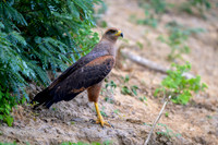 Savanna Hawk