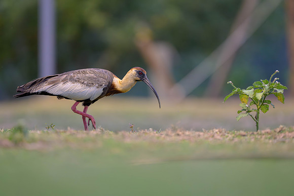 Buff-necked Ibis