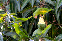 Yellow-Chevroned Parakeet