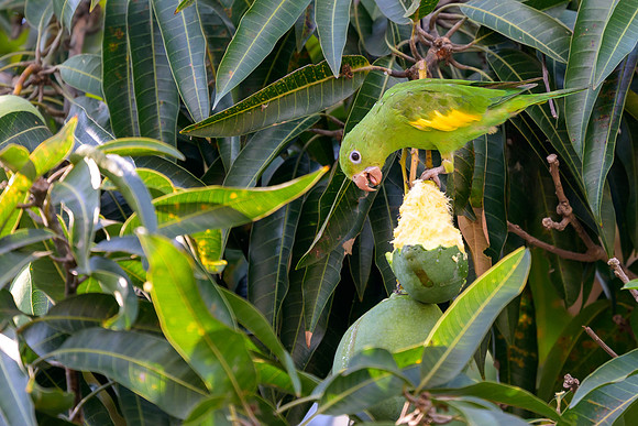 Yellow-Chevroned Parakeet
