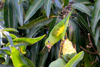 Yellow-Chevroned Parakeet