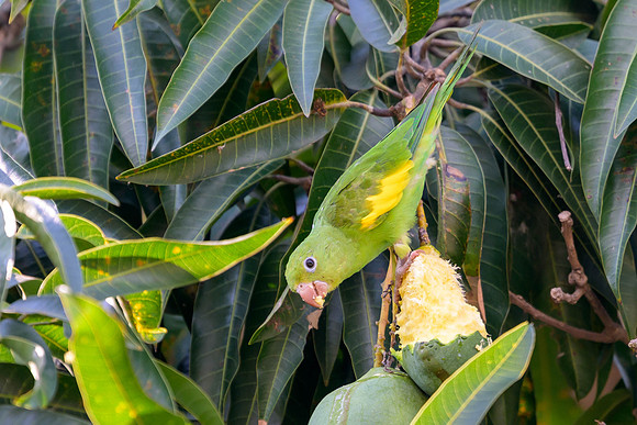 Yellow-Chevroned Parakeet