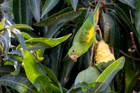Yellow-Chevroned Parakeet