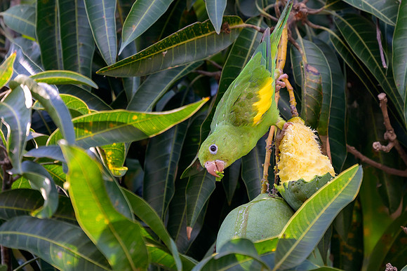 Yellow-Chevroned Parakeet