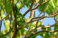 Yellow-chevroned Parakeet
