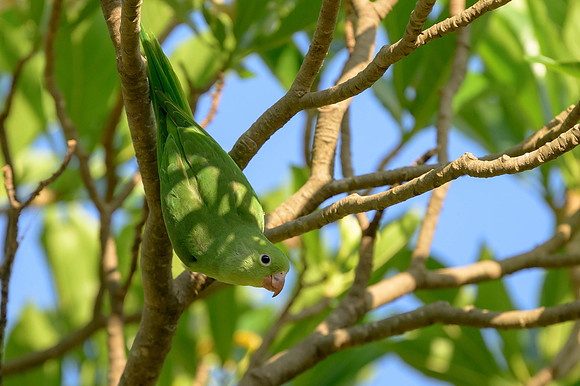 Yellow-chevroned Parakeet