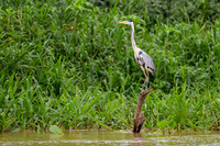 Cocoi Heron