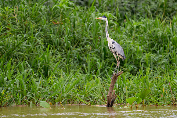 Cocoi Heron