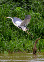 Cocoi Heron