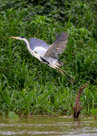 Cocoi Heron