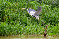 Cocoi Heron