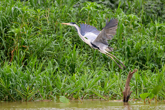 Cocoi Heron