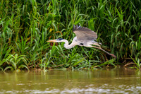 Cocoi Heron