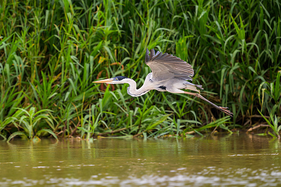 Cocoi Heron