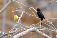 Unicolored Blackbird
