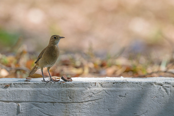 Rufous Hornero
