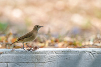 Rufous Hornero