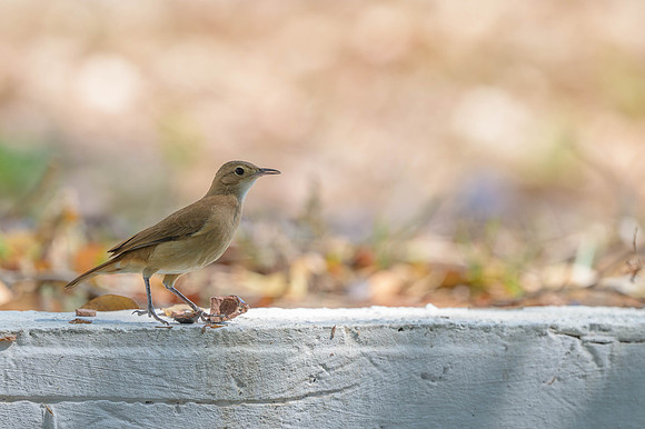 Rufous Hornero