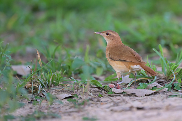 Rufeous Hornero