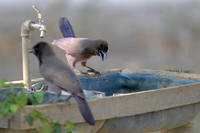 Purplish Jay