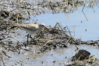 White-rumped Sandpiper