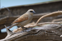 Greyish Baywing