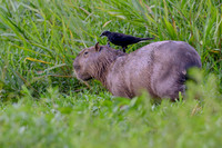 Giant Cowbird
