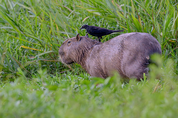 Giant Cowbird