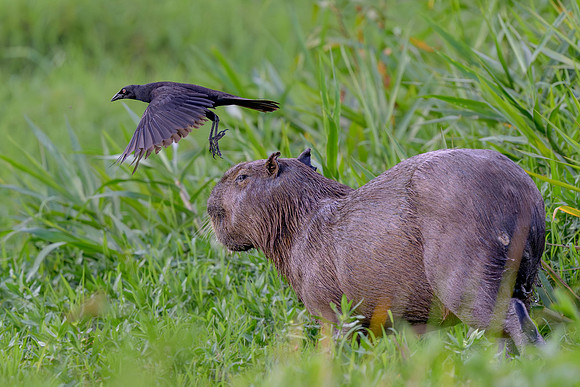Giant Cowbird