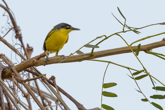 Common Tody-flycatcher