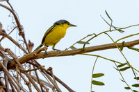 Common Tody-flycatcher