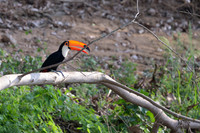 Toco Toucan