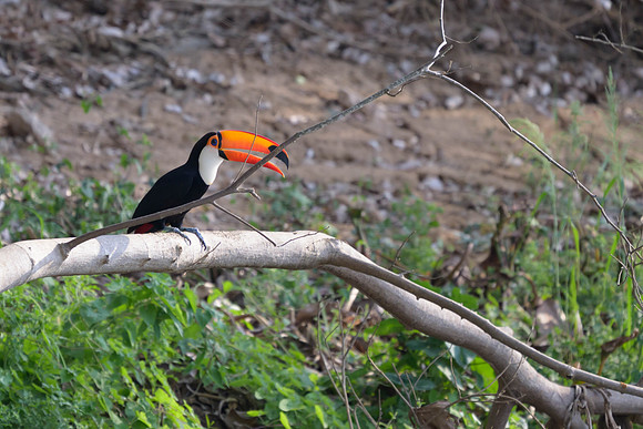 Toco Toucan
